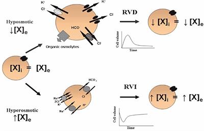 Glia as a key factor in cell volume regulation processes of the central nervous system